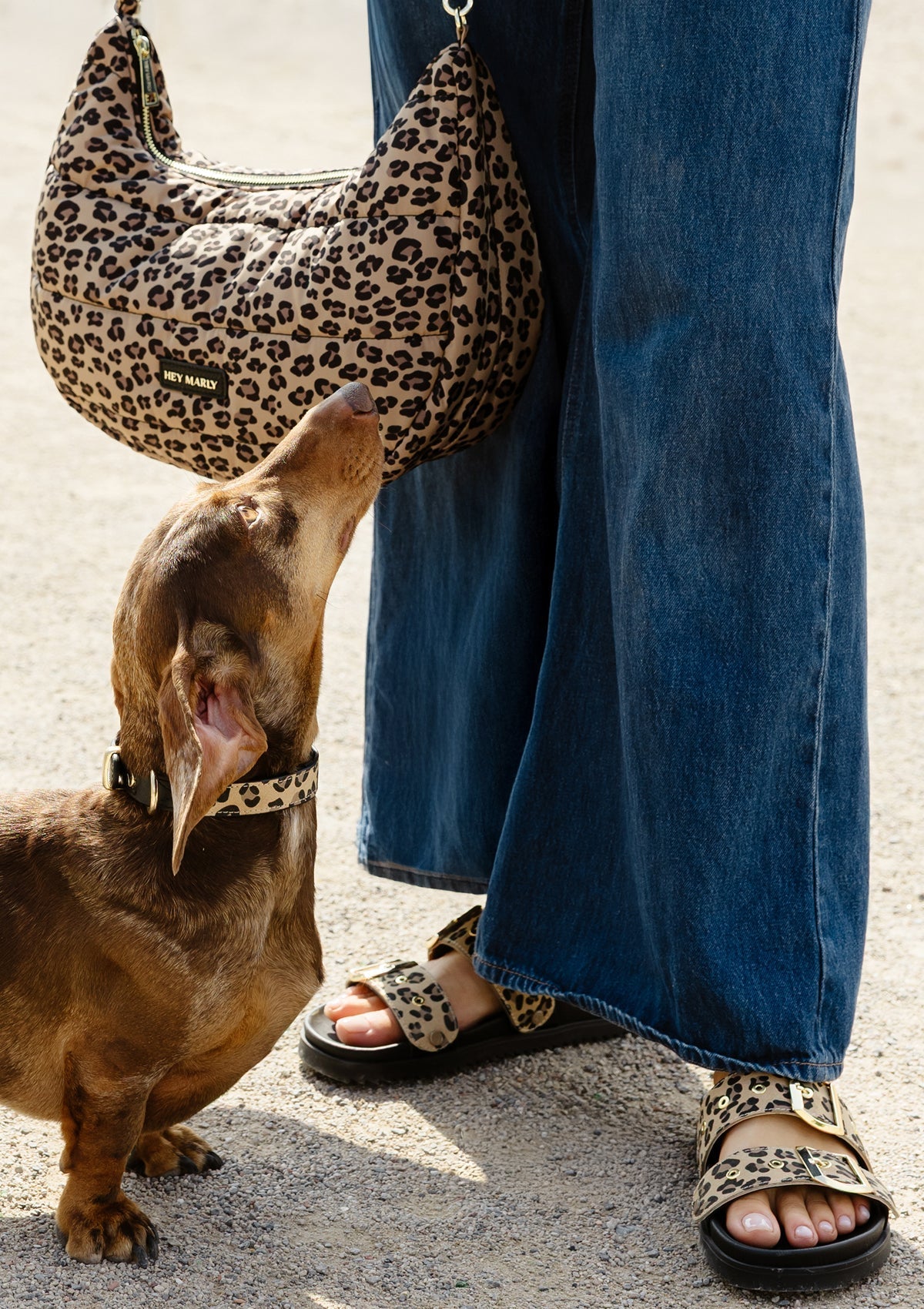 Animal Print - Classic Dog Collar S-M