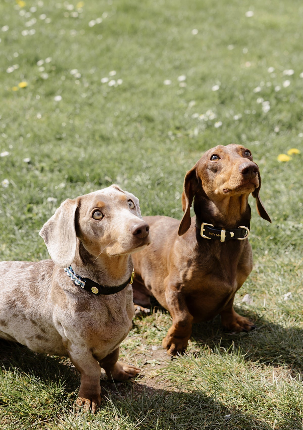 Animal Print - Classic Dog Collar S-M