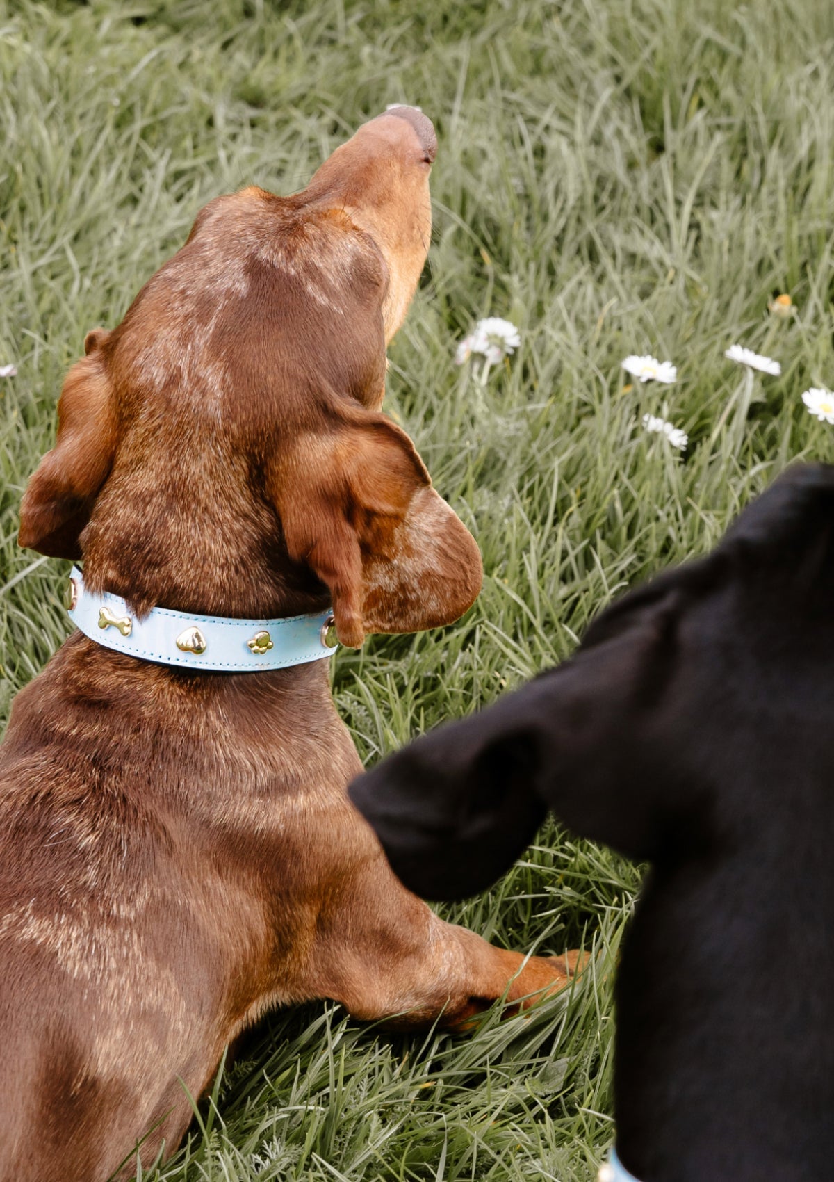 City Gloss - Classic Dog Collar S-M