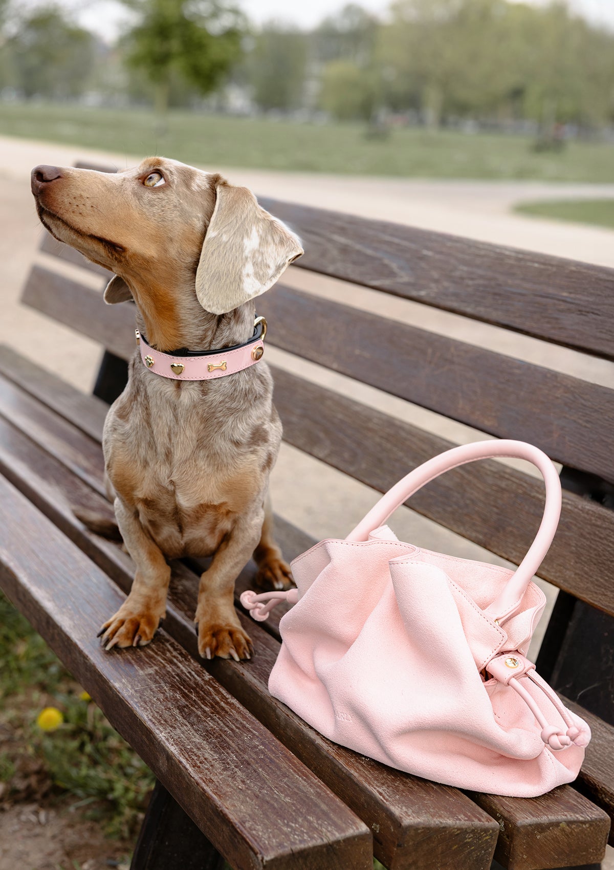 City Gloss - Classic Dog Collar S-M