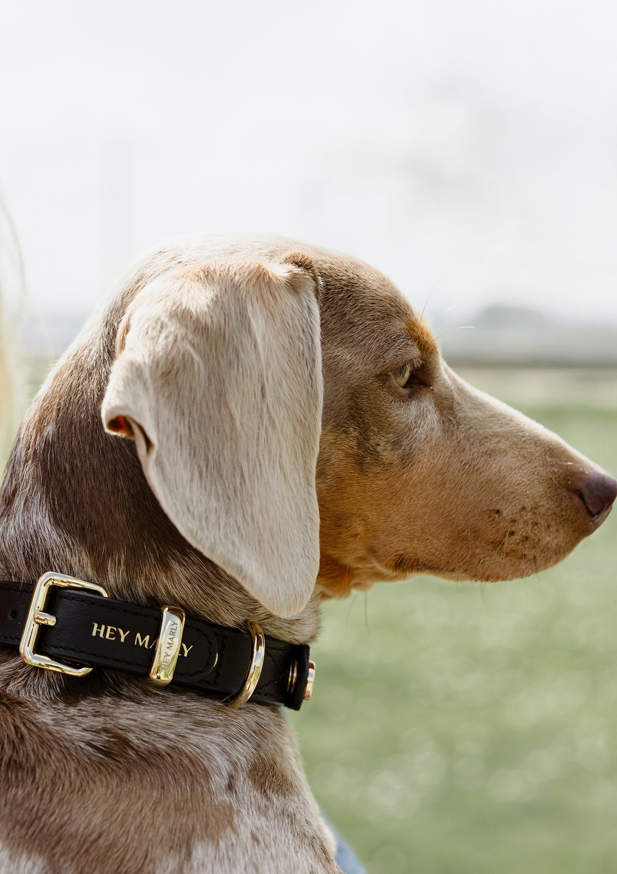 Classic Dog Collar S-M - Black