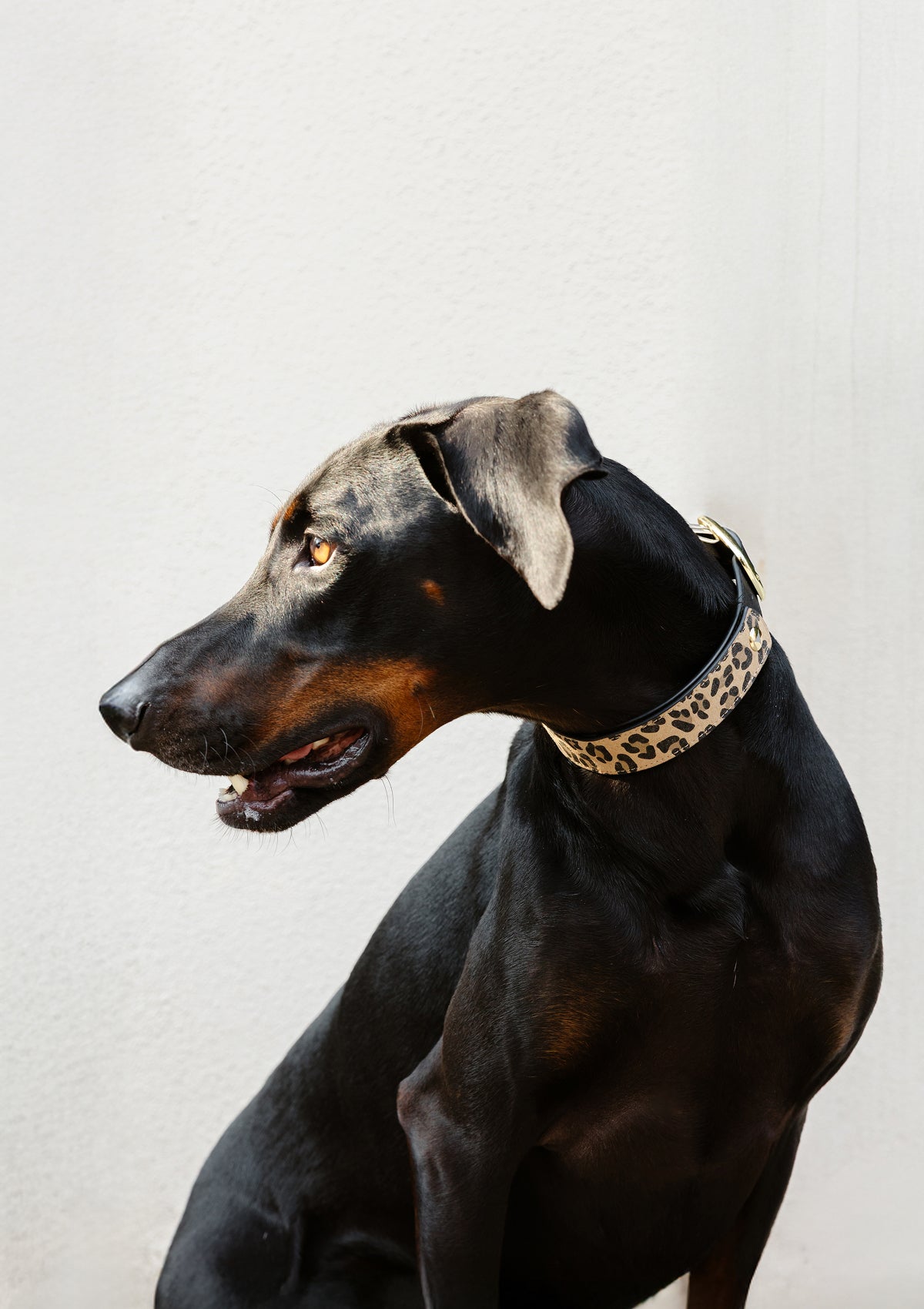 Animal Print - Classic Dog Collar L