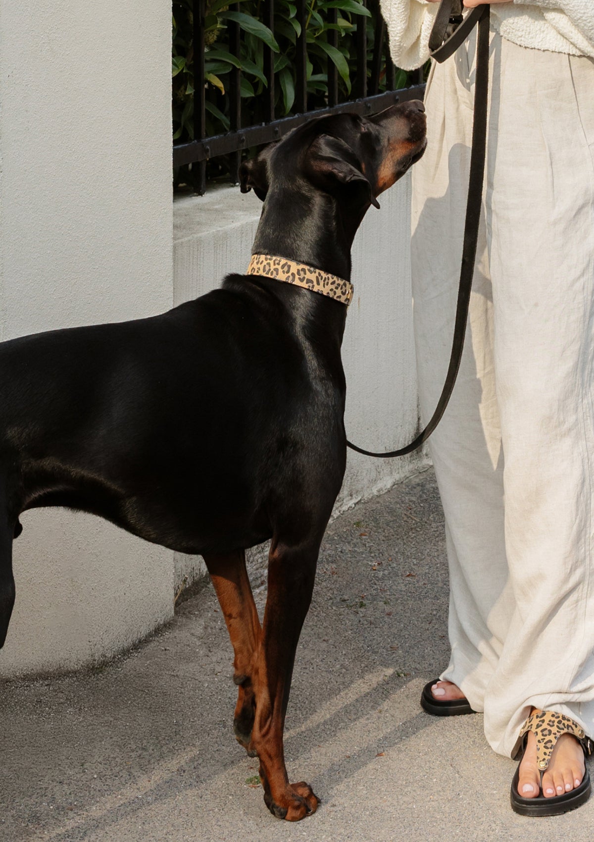 Animal Print - Classic Dog Collar L