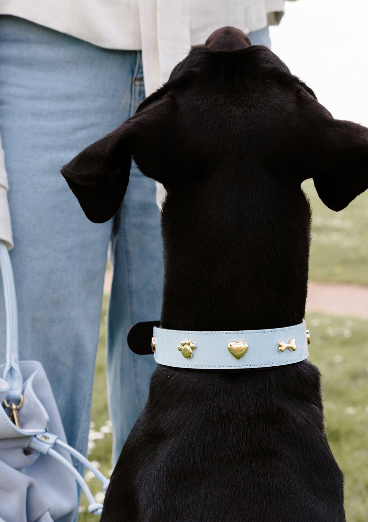 City Gloss - Classic Dog Collar L