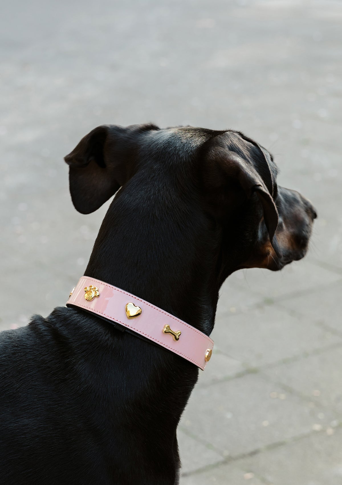 City Gloss - Classic Dog Collar L