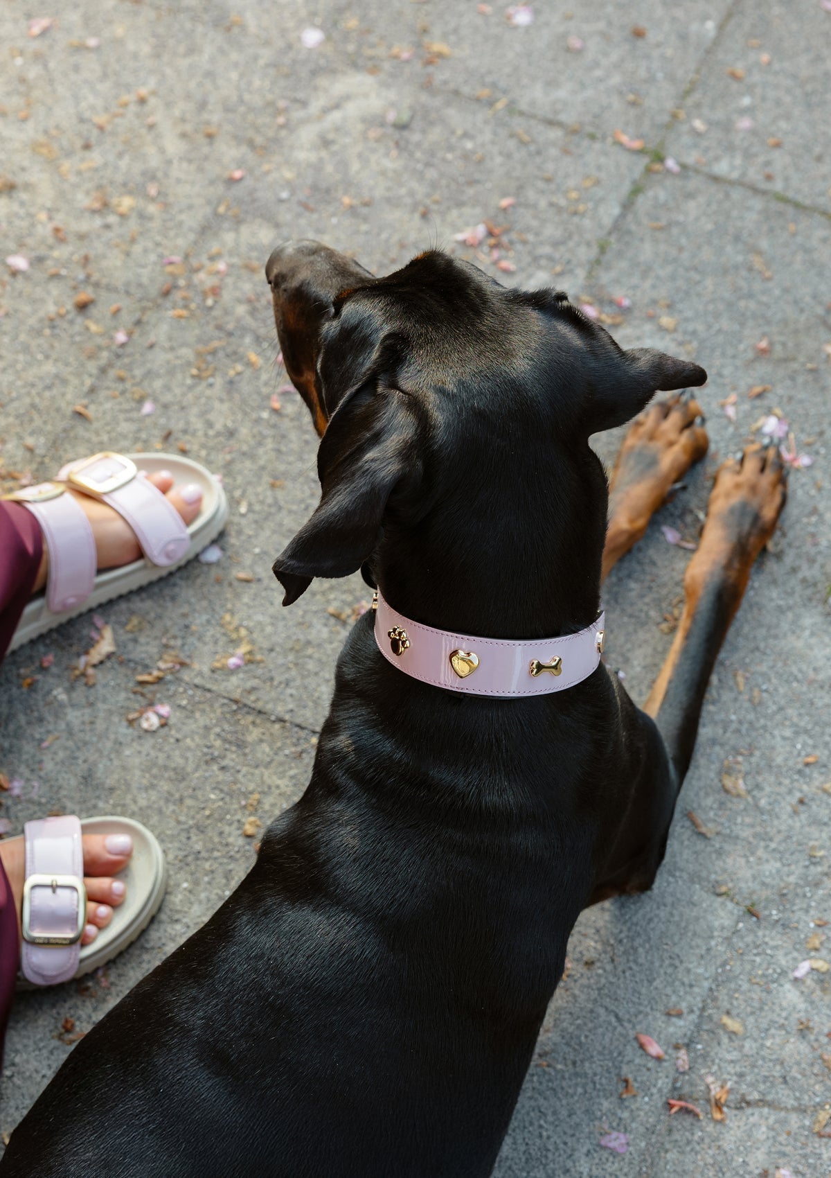 City Gloss - Classic Dog Collar L