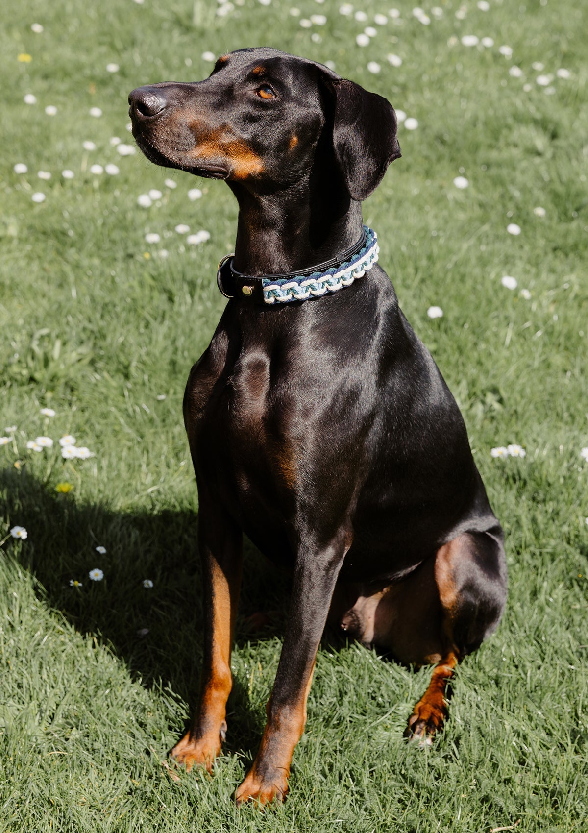 Nautic Vibes - Classic Dog Collar L