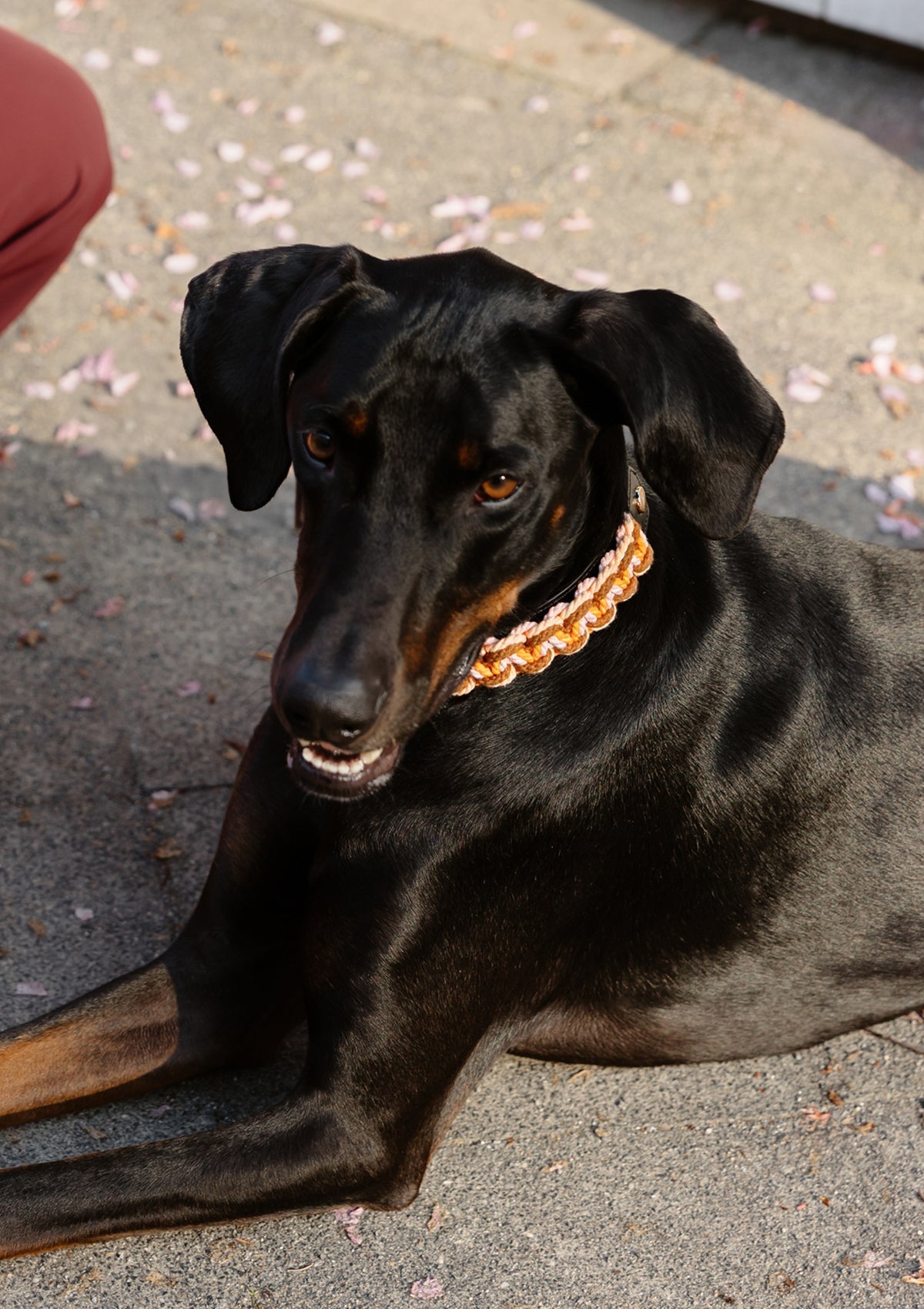 Nautic Vibes - Classic Dog Collar L
