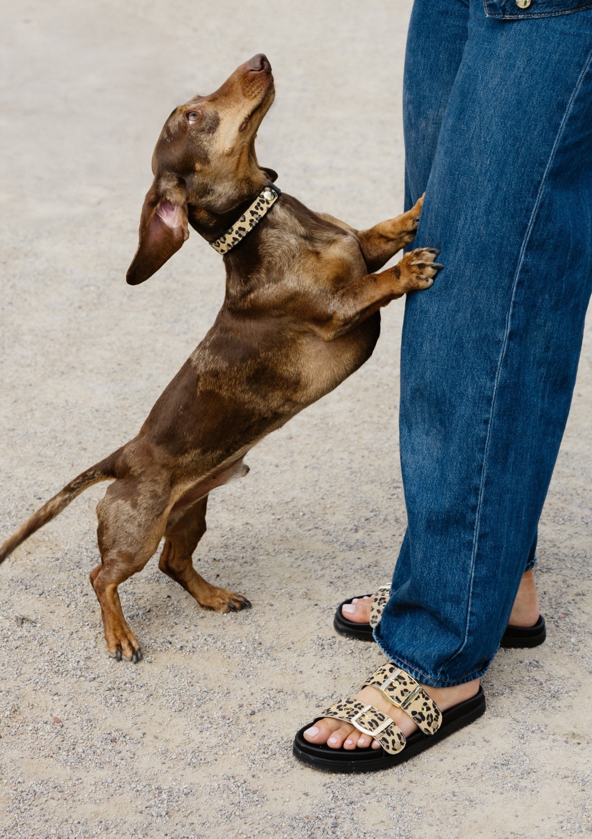 Dog Topping Animal Print S-M - Leo Sand