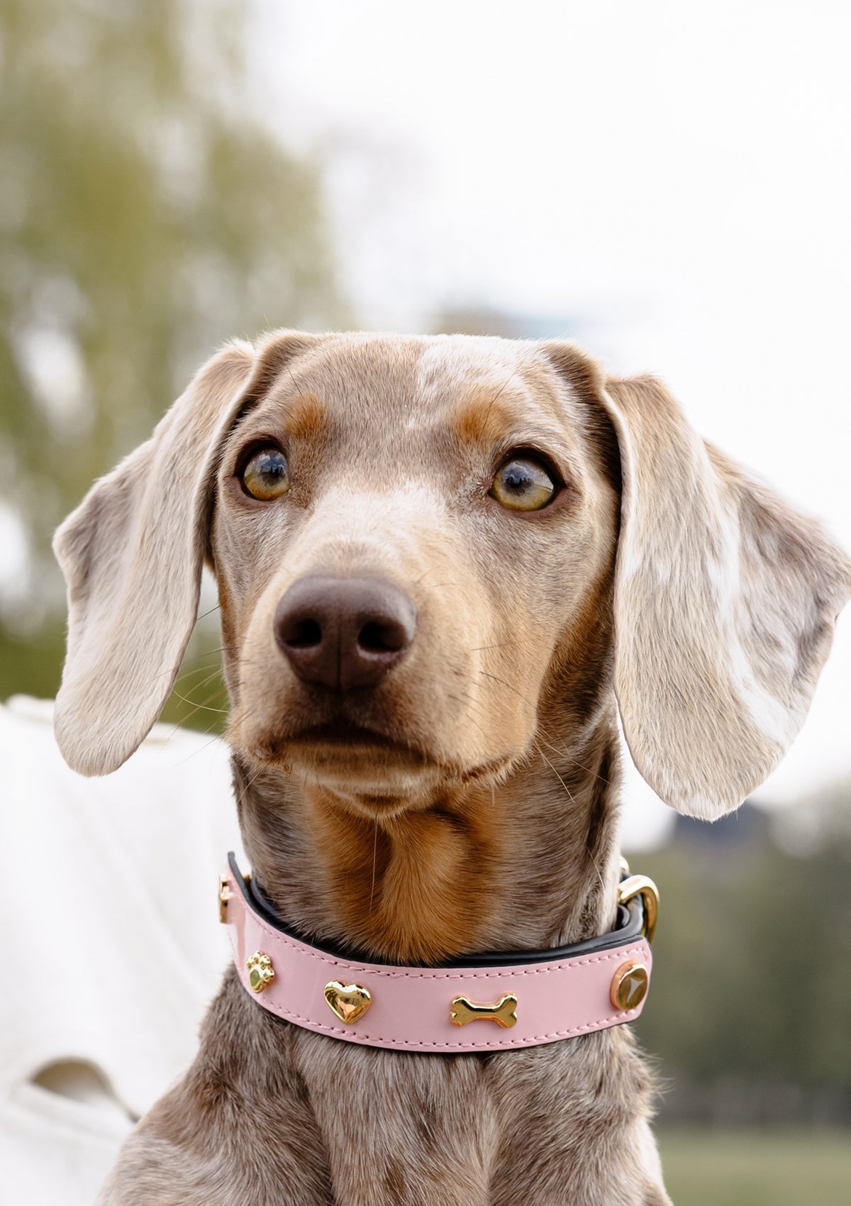 Dog Topping City Gloss S-M - Rose Light