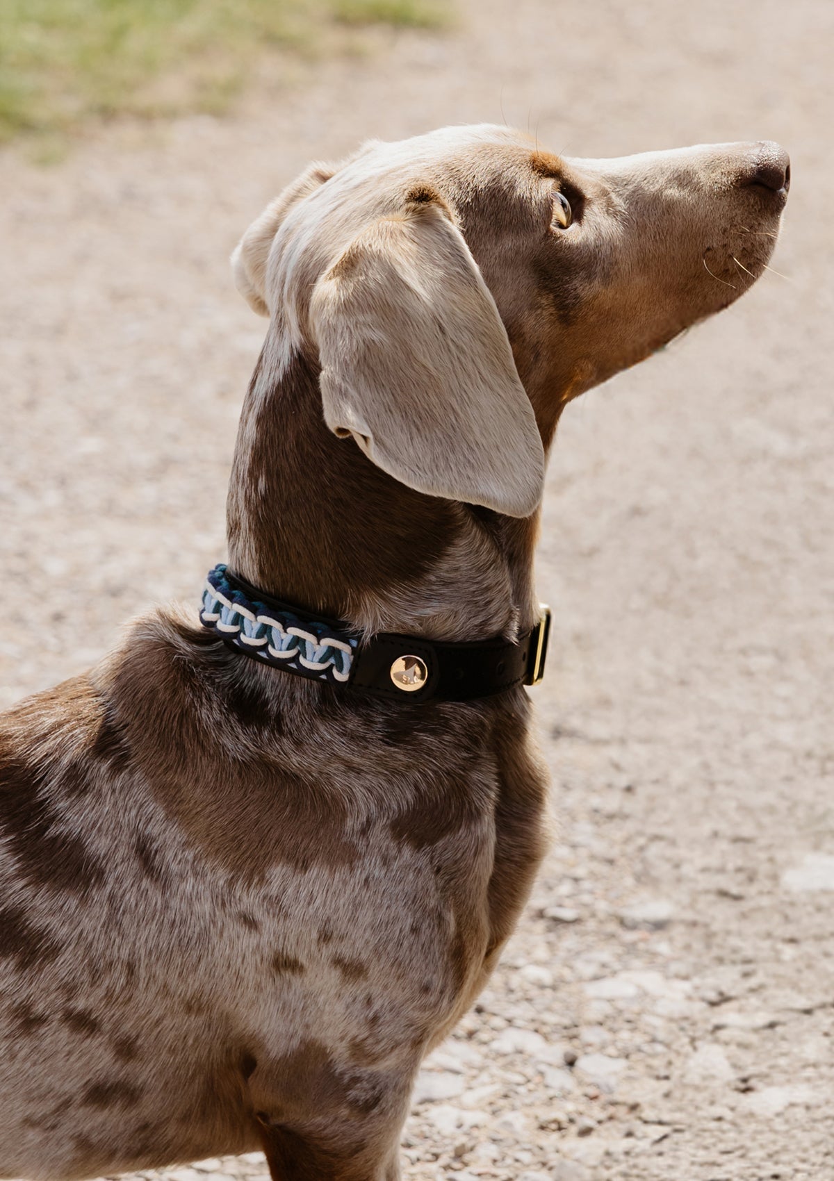 Dog Topping Nautic Vibes S-M - Teal